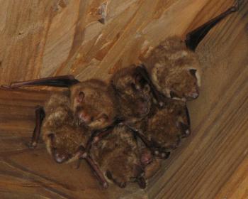 Indiana University Sorority Has Bad Case of Bats